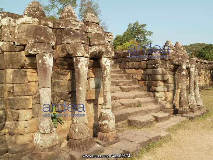 : Cambodia - Elephant heads at the Terrace of the : Cambodia - Elephant heads at the Terrace of the
