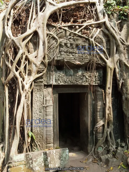 : Cambodia - The roots of a fig tree invade a gallery : Cambodia - The roots of a fig tree invade a gallery