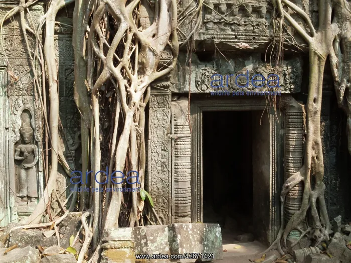 : Cambodia - The roots of a fig tree invade a gallery : Cambodia - The roots of a fig tree invade a gallery