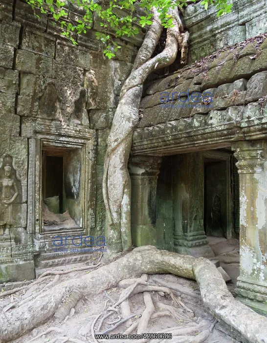  : Cambodia - The roots of a Kapok tree (Ceiba petandra)