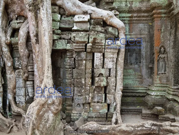 : Cambodia - The roots of a Kapok tree (Ceiba petandra) : Cambodia - The roots of a Kapok tree (Ceiba petandra)