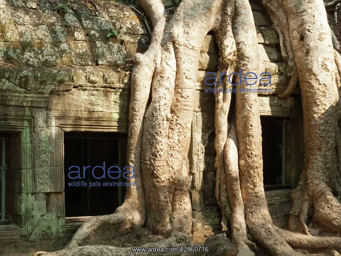 : Cambodia - The roots of a Kapok tree (Ceiba petandra) : Cambodia - The roots of a Kapok tree (Ceiba petandra)