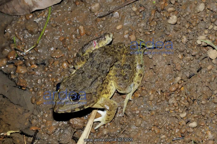 : Cambodian Frog : Cambodian Frog
