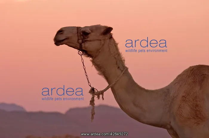: Camel - Animal used for tourists at Sunset : Camel - Animal used for tourists at Sunset