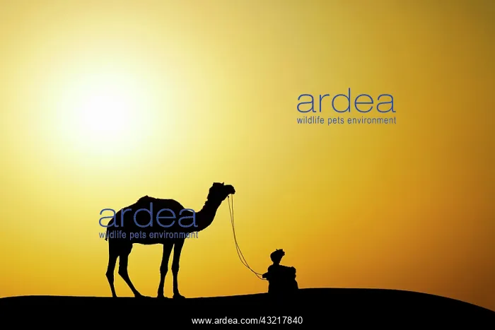 : Camel and camel driver silhouetted at sunset : Camel and camel driver silhouetted at sunset
