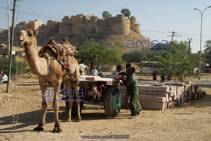 : Camel - This camel was hauling concrete slabs on a cart : Camel - This camel was hauling concrete slabs on a cart