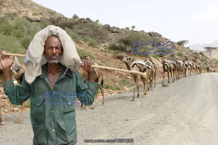 : Camel caravan carrying salt from the Danakil : Camel caravan carrying salt from the Danakil