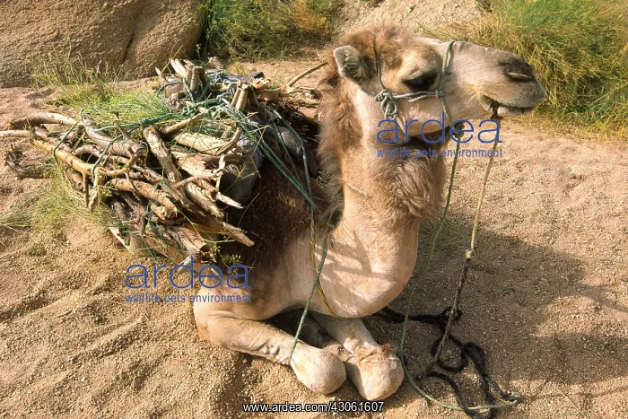 : Camel carrying firewood Sahara Algeria : Camel carrying firewood Sahara Algeria