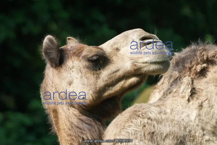 : Camel - Close up of head : Camel - Close up of head