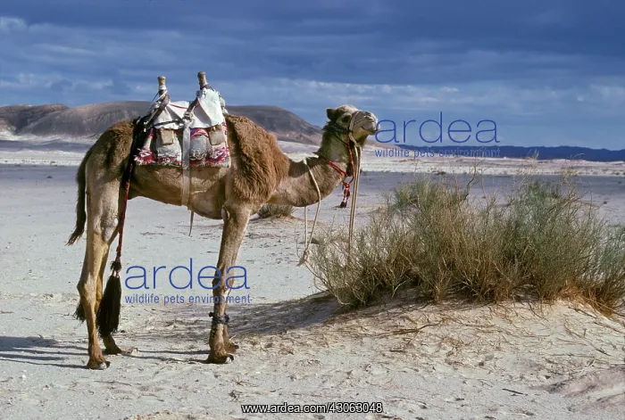 : A camel decorated with tassles and bright : A camel decorated with tassles and bright