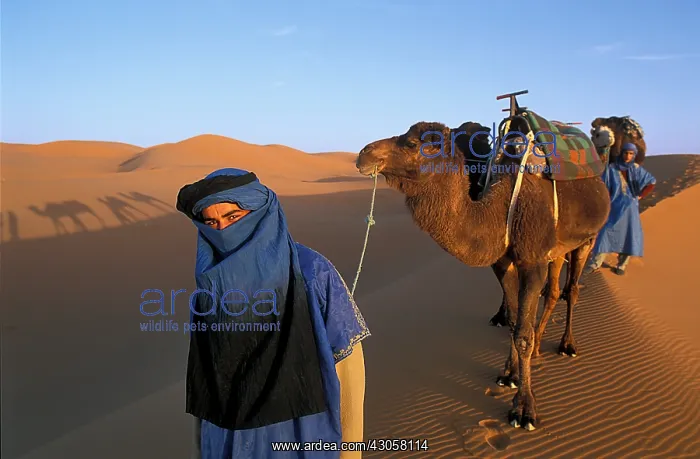 : Camel and Dromedaries Sahara Dunes Merzouga Morocco : Camel and Dromedaries Sahara Dunes Merzouga Morocco