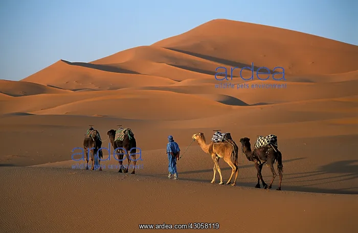 : Camel and Dromedaries Sahara Dunes Merzouga Morocco : Camel and Dromedaries Sahara Dunes Merzouga Morocco