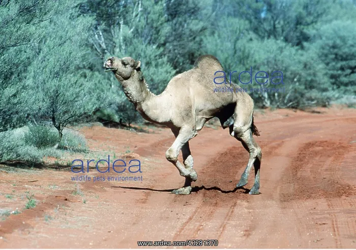 : CAMEL - dromedary : CAMEL - dromedary