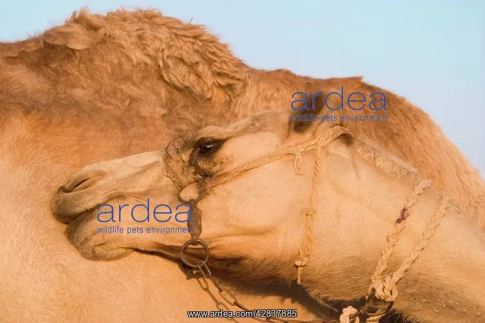  : Camel. Egypt
