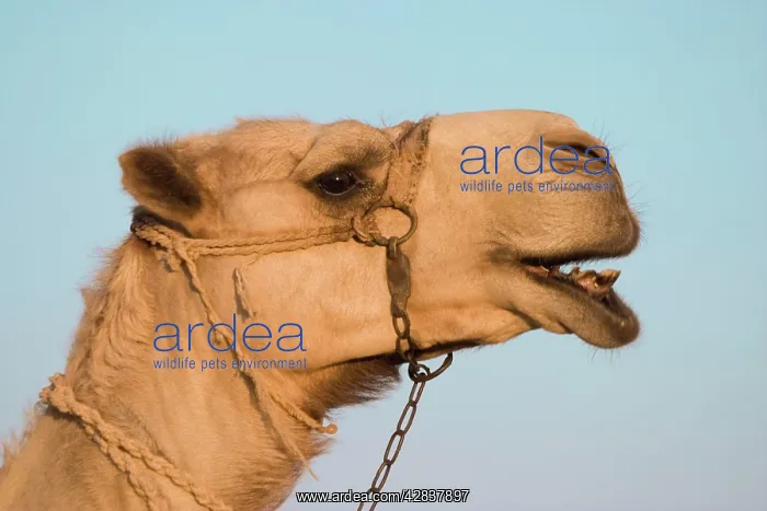  : Camel. Egypt