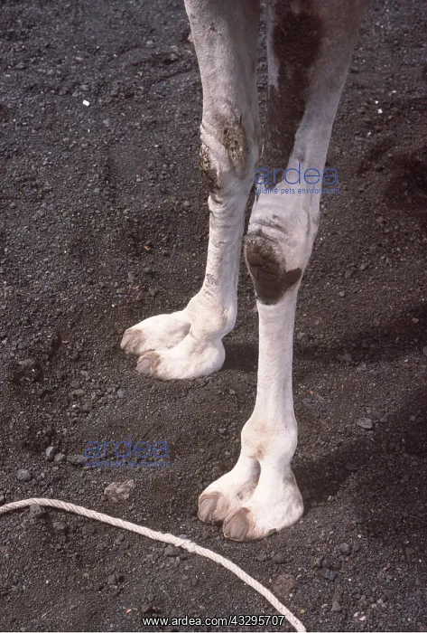 : CAMEL - Front feet on volcanic cinders : CAMEL - Front feet on volcanic cinders