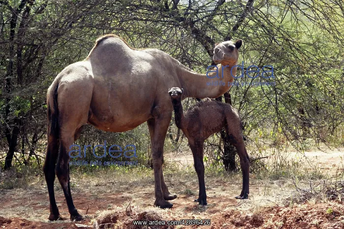 : Camel - female with baby : Camel - female with baby