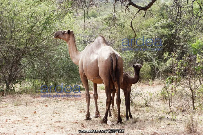 : Camel - female and baby : Camel - female and baby