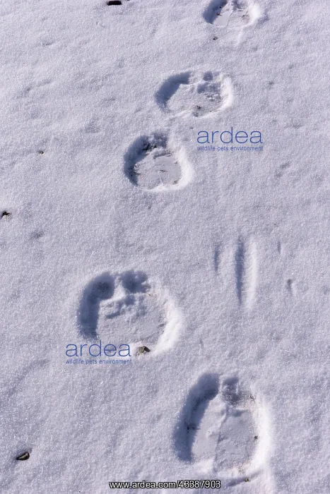 : CAMEL FOOTPRINT : CAMEL FOOTPRINT