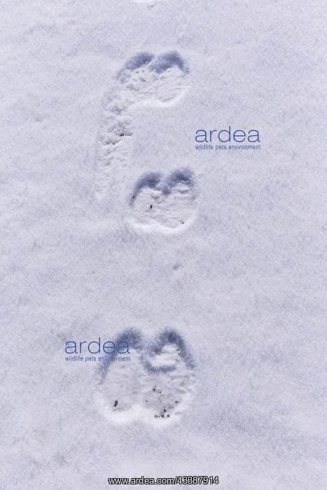 : CAMEL FOOTPRINT : CAMEL FOOTPRINT