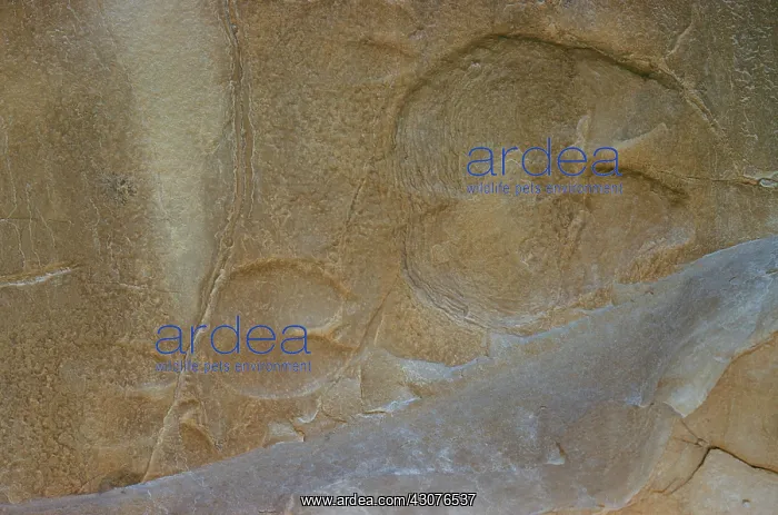  : Camel Footprints
