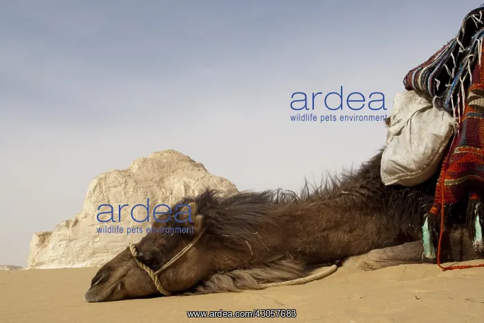 : Camel harnessed lying in the white desert Egypt : Camel harnessed lying in the white desert Egypt