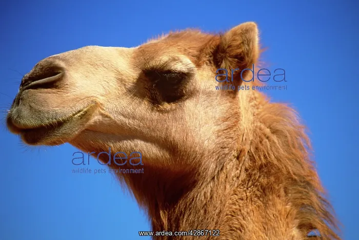 : Camel - Imported to outback Australia from India : Camel - Imported to outback Australia from India