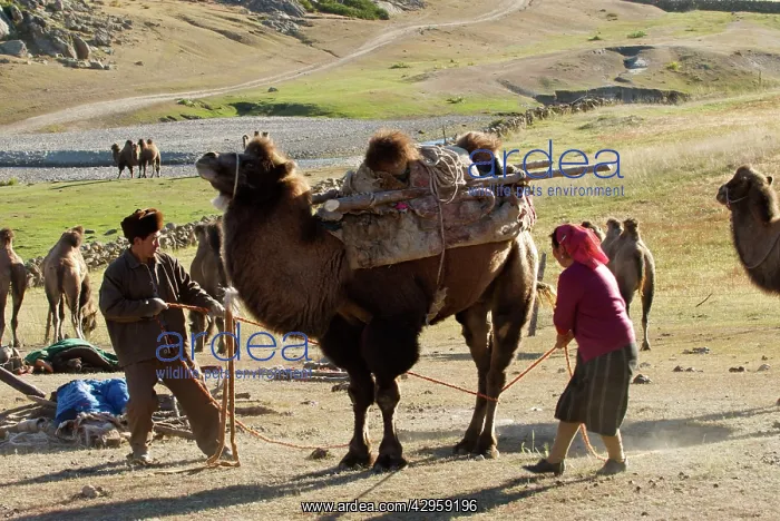 : Camel - Kazakh herders lowering camel for loading : Camel - Kazakh herders lowering camel for loading