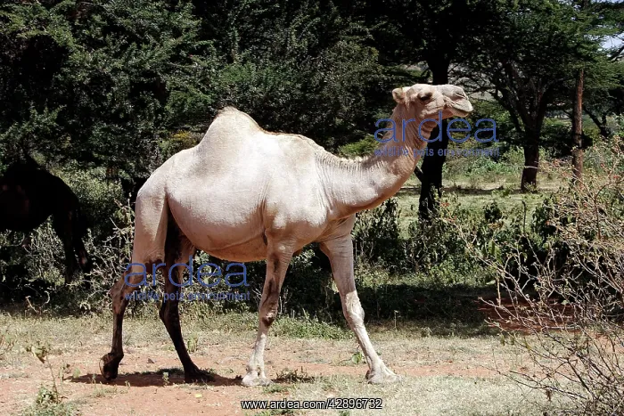 : Camel - at market : Camel - at market