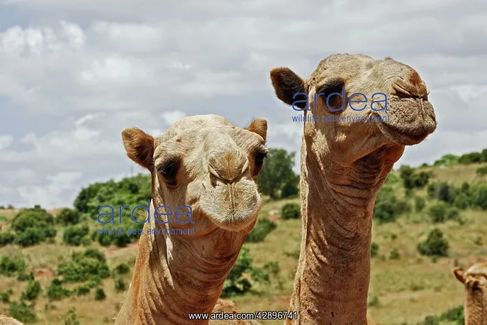 : Camel - at market : Camel - at market