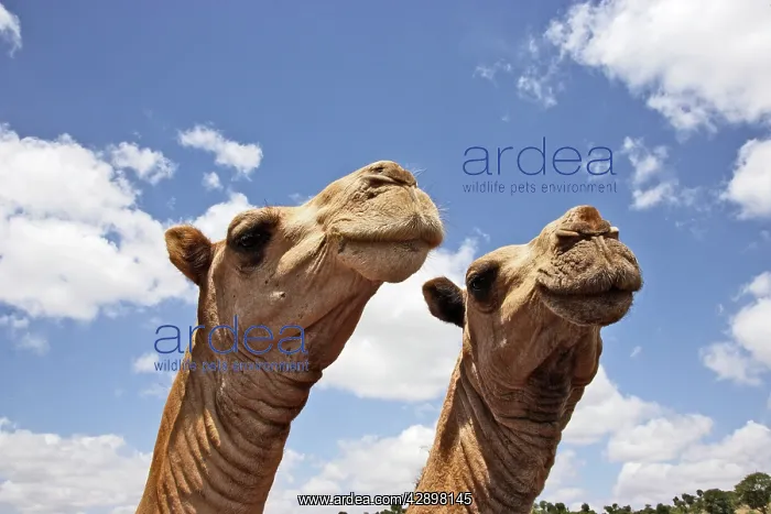 : Camel market : Camel market
