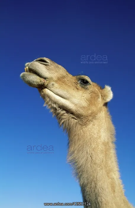 : Camel - Morocco - The dromedaries at Tinfou, south : Camel - Morocco - The dromedaries at Tinfou, south