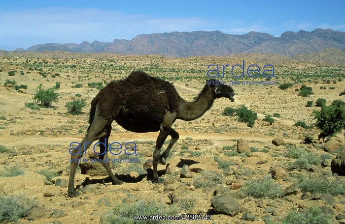 : Camel - Morocco - Dromedary near the town of Tafraoute : Camel - Morocco - Dromedary near the town of Tafraoute