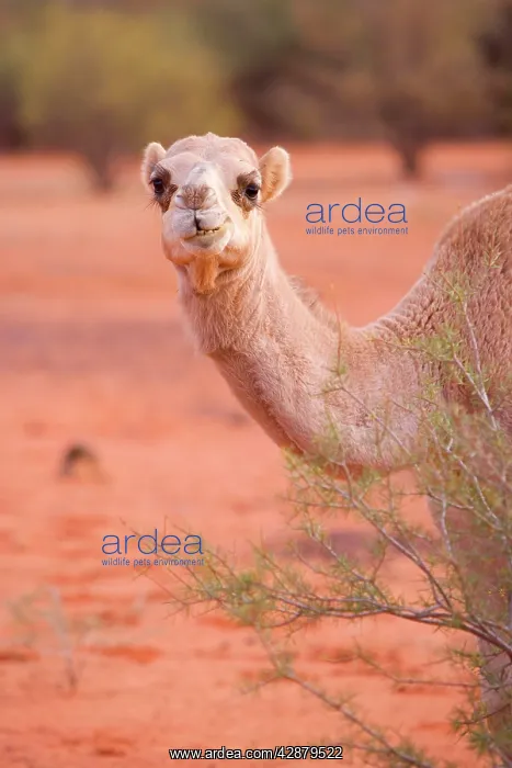 : Camel - One-humped Camel or Dromedary in the desert : Camel - One-humped Camel or Dromedary in the desert