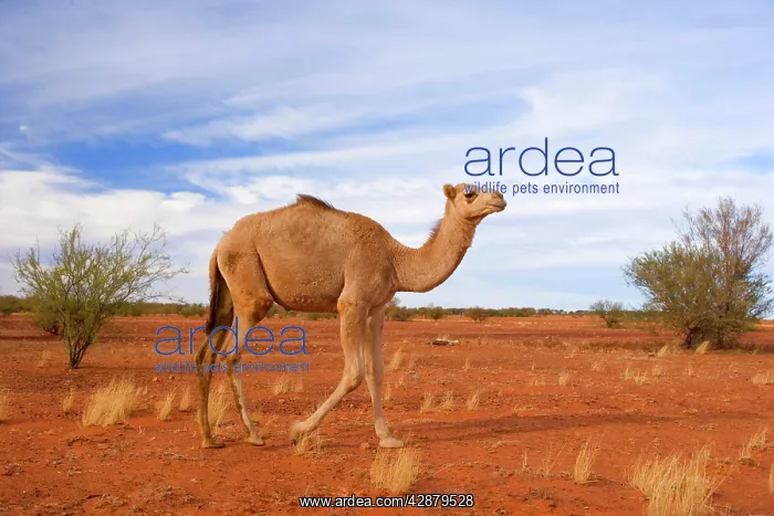 : Camel - One-humped Camel or Dromedary wandering : Camel - One-humped Camel or Dromedary wandering
