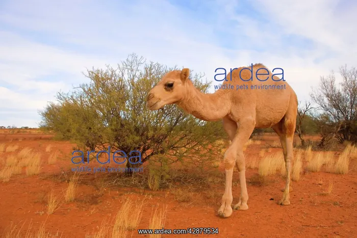 : Camel - One-humped Camel or Dromedary wandering : Camel - One-humped Camel or Dromedary wandering