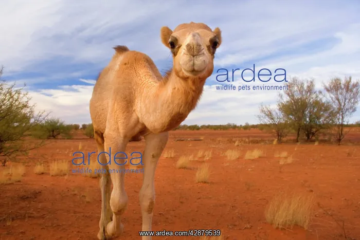 : Camel - One-humped Camel or Dromedary wandering : Camel - One-humped Camel or Dromedary wandering