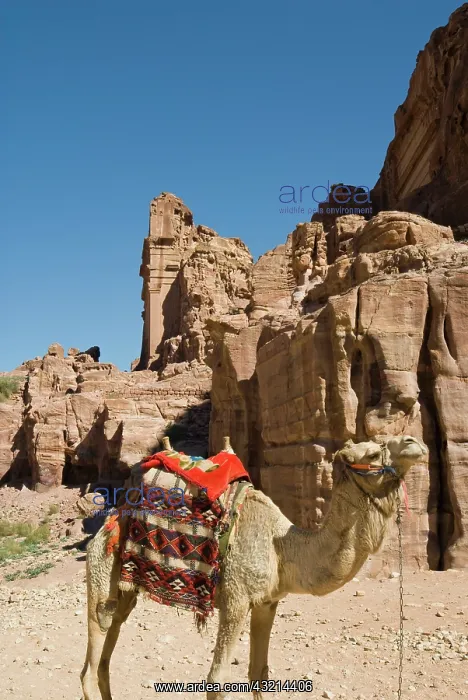 : Camel at Petra, UNESCO World Heritage Site : Camel at Petra, UNESCO World Heritage Site