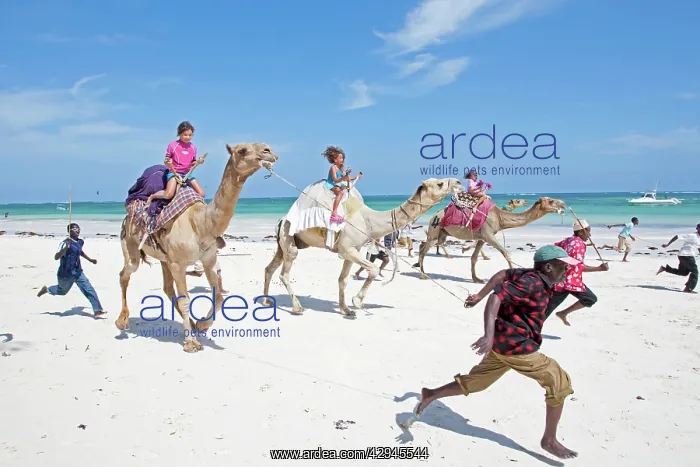 : Camel Race on sandy beach : Camel Race on sandy beach