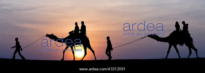 : Camel Ride - in desert : Camel Ride - in desert