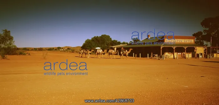 : Camel rider camels Silverton, near Broken Hill : Camel rider camels Silverton, near Broken Hill