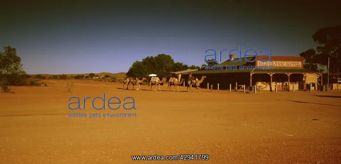 : Camel rider & camels, Silverton, near Broken Hill : Camel rider & camels, Silverton, near Broken Hill