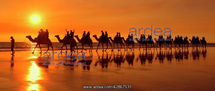 : Camel safari - famous camel safari on Broom's Cable : Camel safari - famous camel safari on Broom's Cable