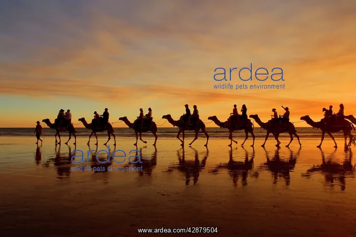 : Camel safari - famous camel safari on Broom's Cable : Camel safari - famous camel safari on Broom's Cable