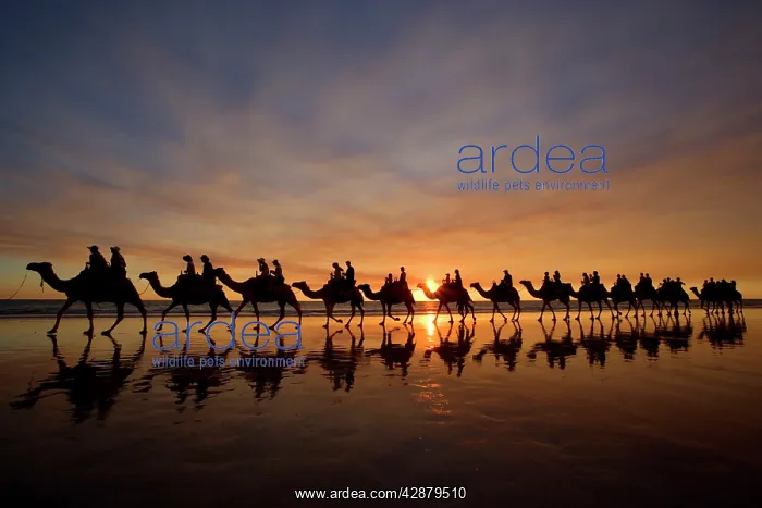  : Camel safari - famous camel safari on Broom's Cable