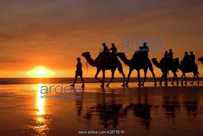 : Camel safari - famous camel safari on Broom's Cable : Camel safari - famous camel safari on Broom's Cable