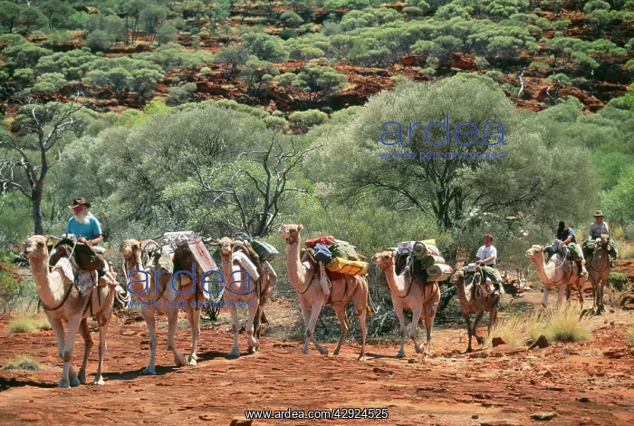 : CAMEL SAFARI - tourists riding - a camel train : CAMEL SAFARI - tourists riding - a camel train