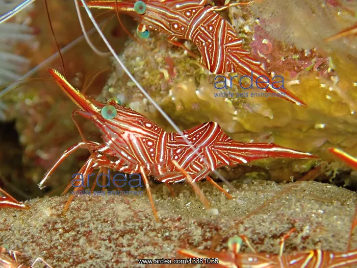  : Camel shrimp (Rhynchocinetes durbanensis), Sodwana
