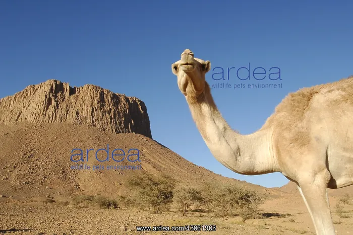 : Camel standing in the Sahara desert Algeria : Camel standing in the Sahara desert Algeria