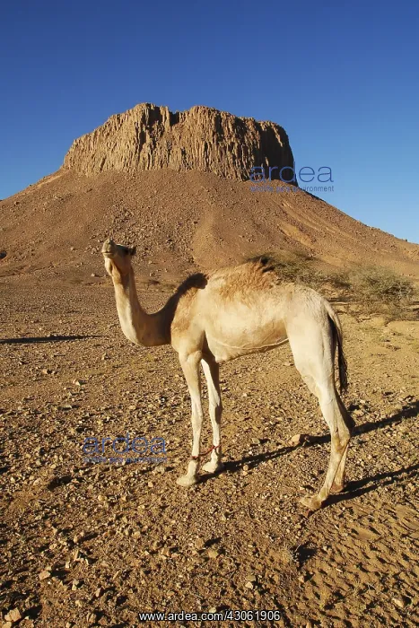 : Camel standing in the Sahara desert Algeria : Camel standing in the Sahara desert Algeria